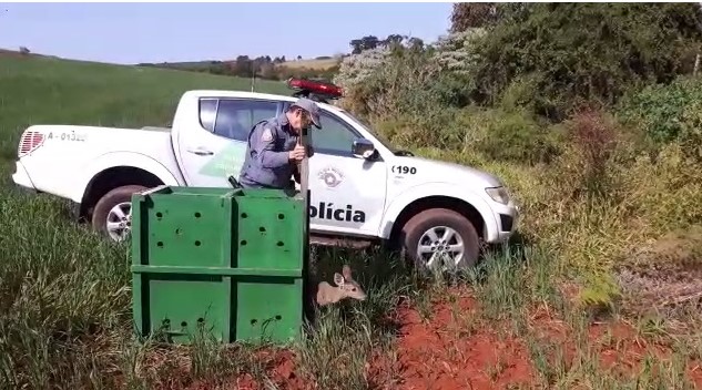 Veado catingueiro e furão são reintroduzidos na natureza em Botucatu Veado catingueiro e furão são reintroduzidos na natureza em Botucatu
