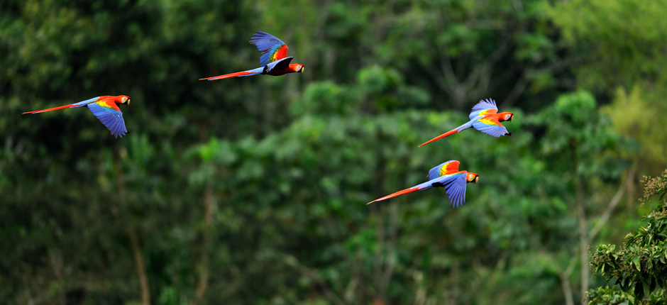 Governo vai revogar decreto que extinguia Reserva da Amazônia Governo vai revogar decreto que extinguia Reserva da Amazônia