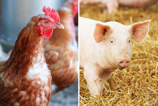 XI Simpósio de Aves e Suínos começa dia 15 na FMVZ XI Simpósio de Aves e Suínos começa dia 15 na FMVZ