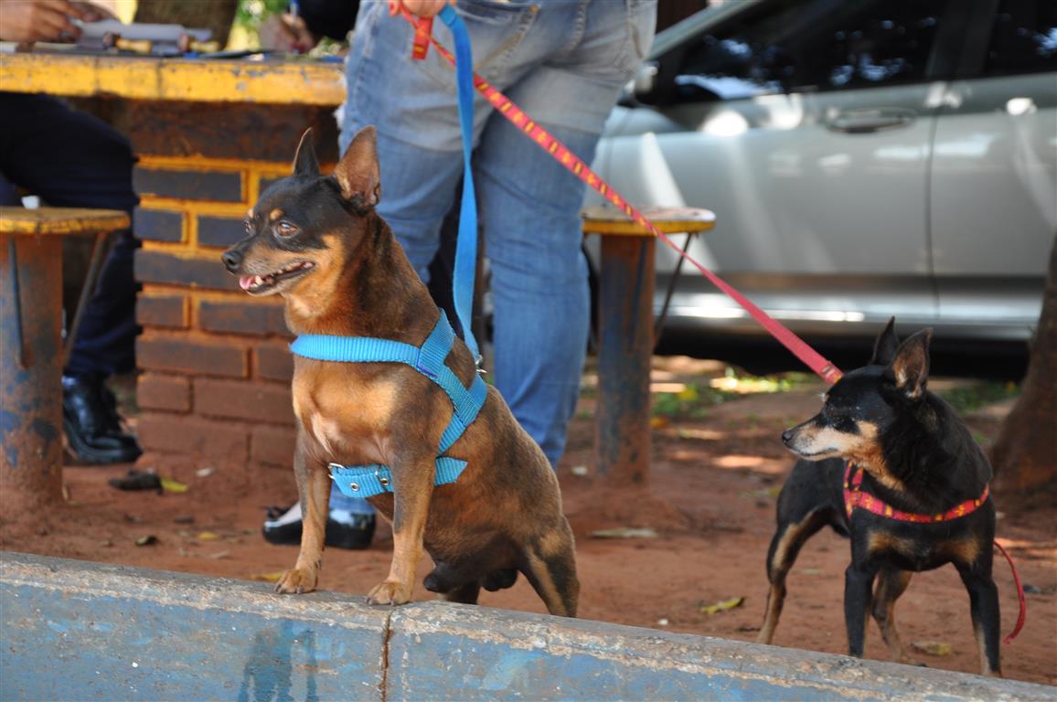 Após encontrar morcego com raiva, Vigilância faz vacinação no Jardim Paraíso II neste sábado, 15 Após encontrar morcego com raiva, Vigilância faz vacinação no Jardim Paraíso II neste sábado, 15