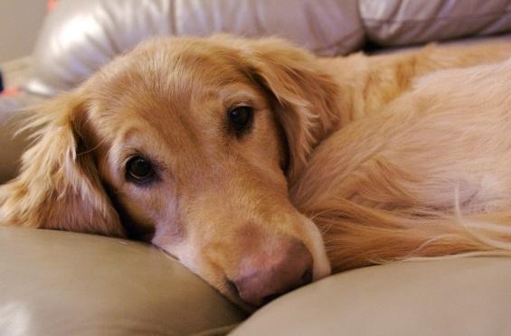 Piometria: Uma infecção uterina que pode ocorrer em cadelas não castradas