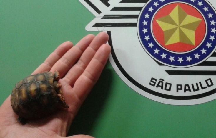 Jovem de Bauru é autuada por crime ambiental após anunciar venda de jabuti na internet