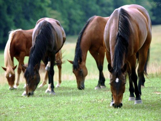 I Simpósio de Etologia e Bem Estar Equino da FMVZ/Unesp será em outubro I Simpósio de Etologia e Bem Estar Equino da FMVZ/Unesp será em outubro