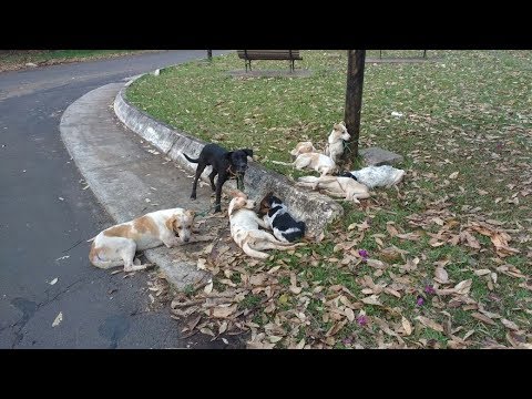 Nove cachorros são presos por coleira em poste de Botucatu; um animal morreu
