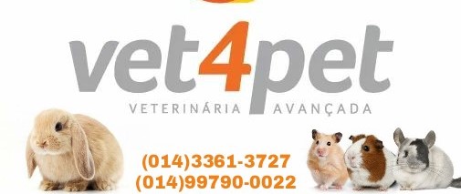 Anorexia em coelhos e roedores; confira mais um importante assunto com a Vet 4 Pet