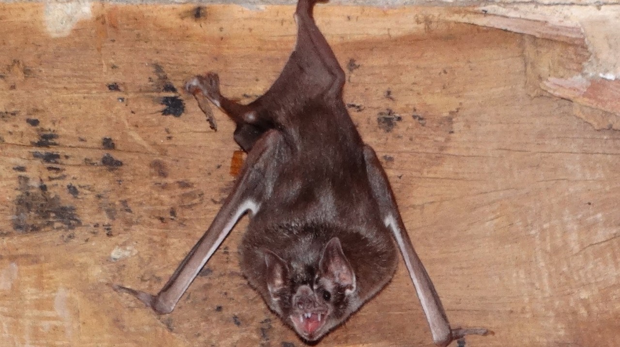 Vigilância Ambiental fez mais de 130 mil visitas em casas de Botucatu durante 2017