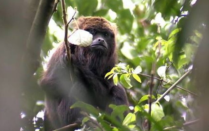 São Paulo fecha Zoológico, Zoo Safari e Jardim Botânico após morte de macaco por febre amarela