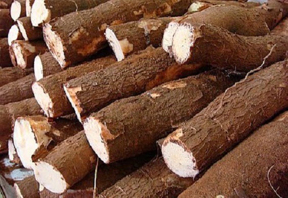 XVII Congresso Brasileiro da Mandioca terá palestrantes da Unesp