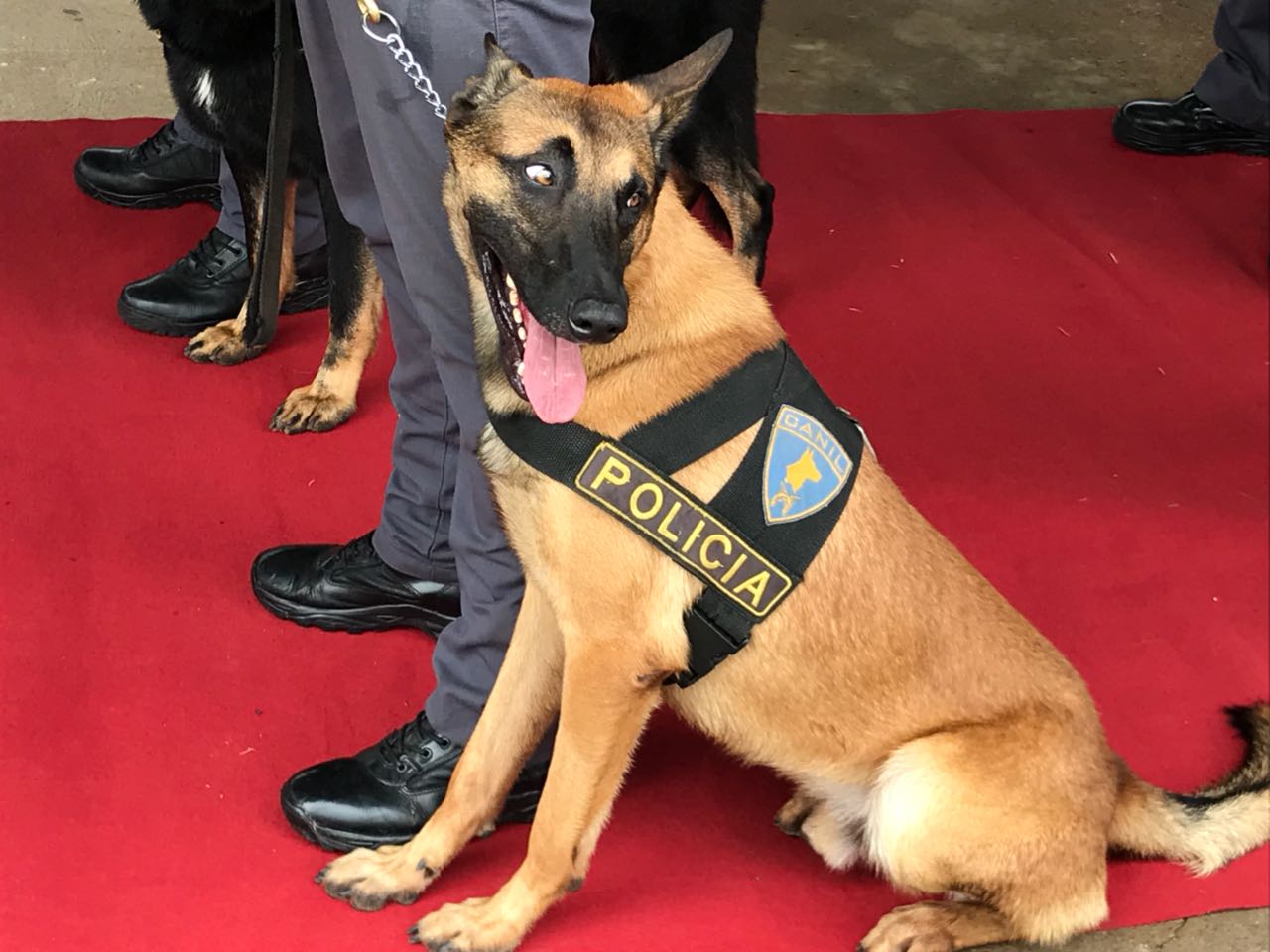 Canil da PM é inaugurado em Botucatu; seis cães policiais são apresentados