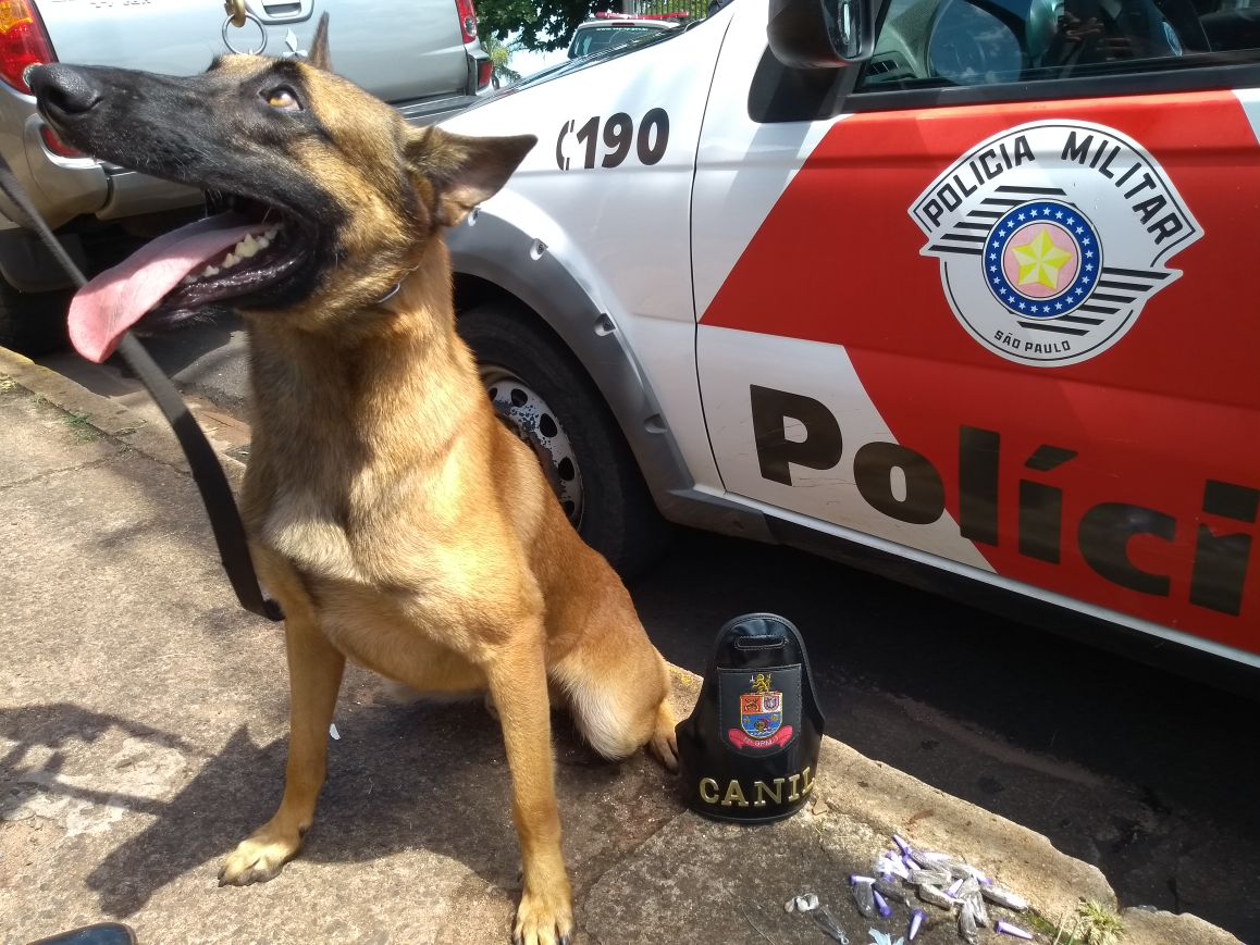 PM prende dois por tráfico em São Manuel com auxílio de cão farejador