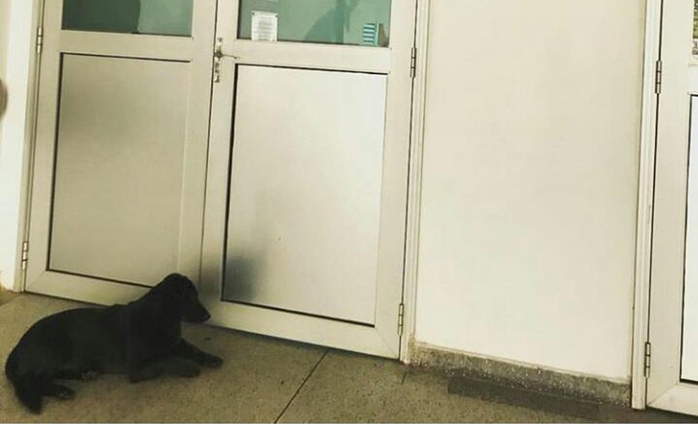 Cachorra espera por 18 horas pelo dono internado no Hospital das Clínicas de Botucatu