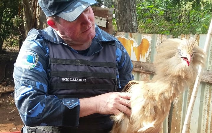 Seriema é resgatada ferida na Alcides Soares