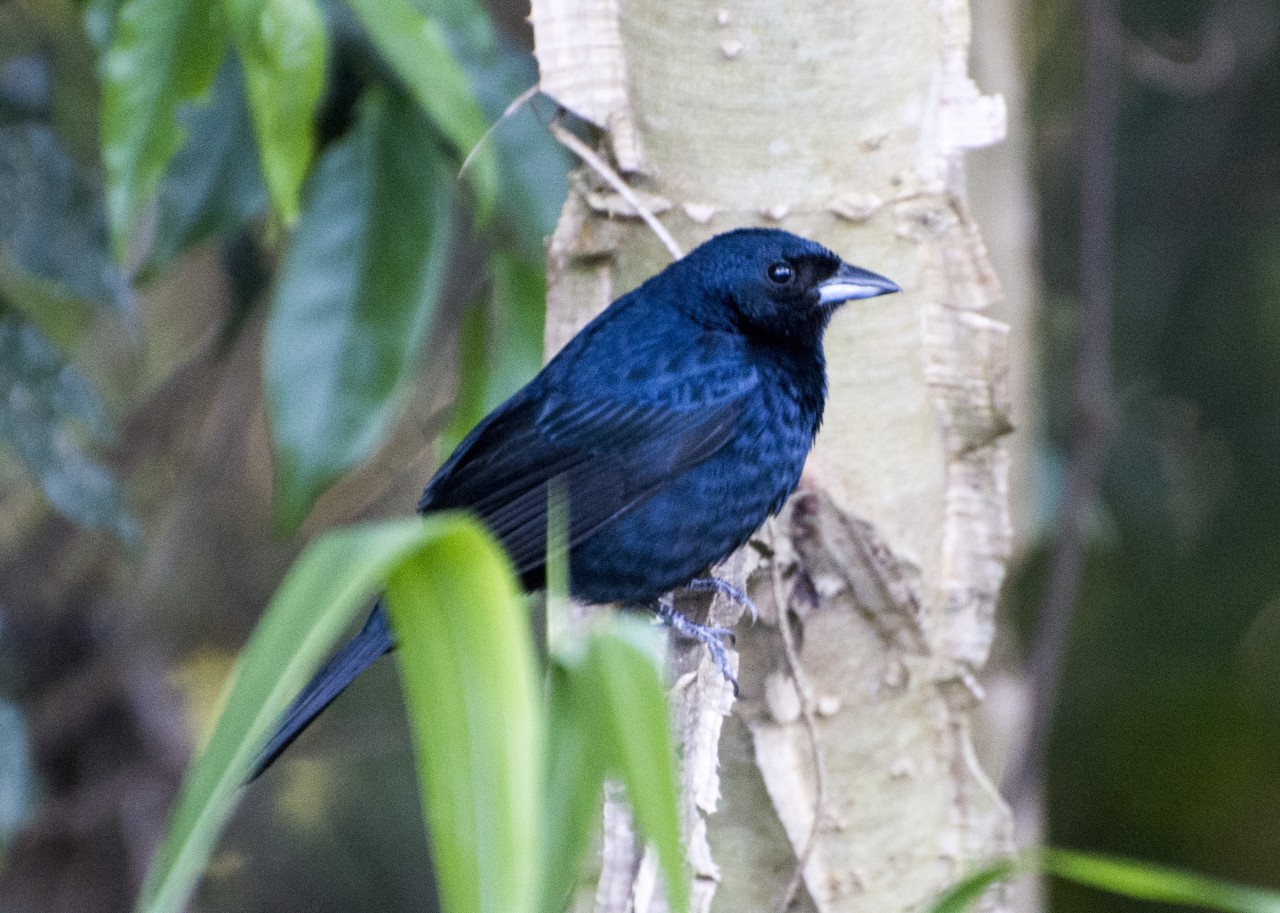 Unesp em São Manuel fará curso para formação de ‘Guias da Natureza’