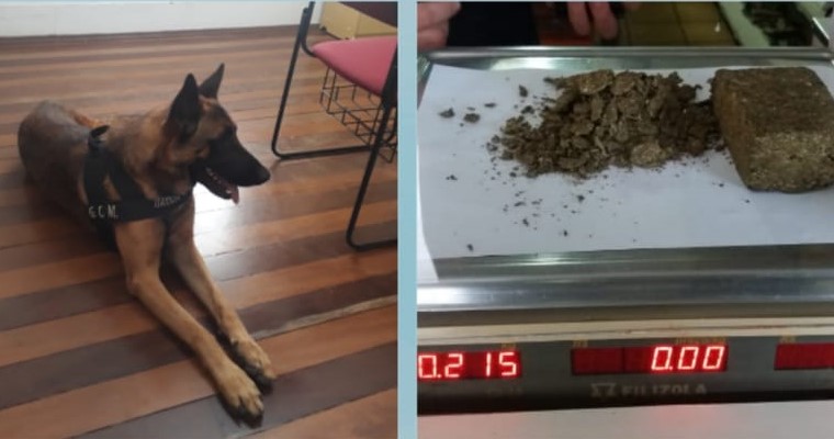 Cão da GCM de Itatinga acha drogas durante ocorrência de tráfico