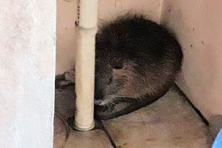 Rato banhado é encontrado no centro de Ibiporã 