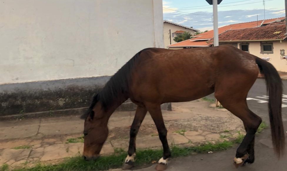 Cavalo em disparada atravessa a Vital Brasil e quase causa acidente Cavalo em disparada atravessa a Vital Brasil e quase causa acidente