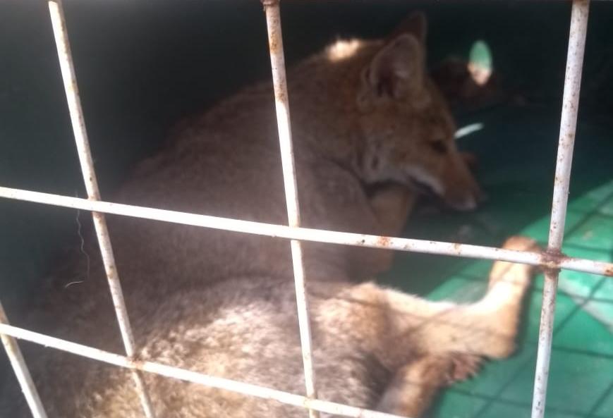 Guarda Municipal resgata Raposa do Campo perto do Rio Bonito