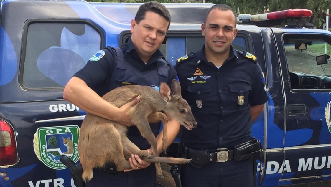 GCM resgata Veado Campeiro no Rio Bonito GCM resgata Veado Campeiro no Rio Bonito