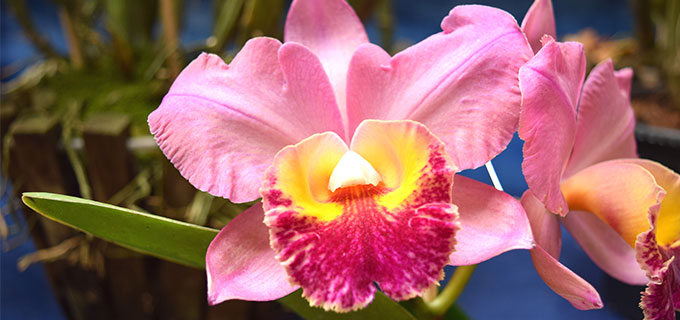 Exposição Nacional de Orquídeas vai até domingo, 11, em Botucatu Exposição Nacional de Orquídeas vai até domingo, 11, em Botucatu