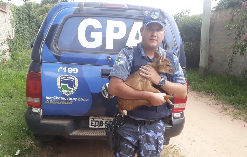 GPA resgata filhote de Veado-catingueiro em Botucatu
