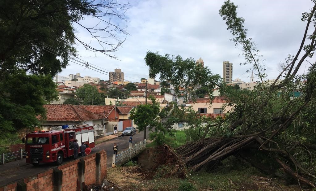 Susto: Árvore de 10 metros cai na Vila Rodrigues