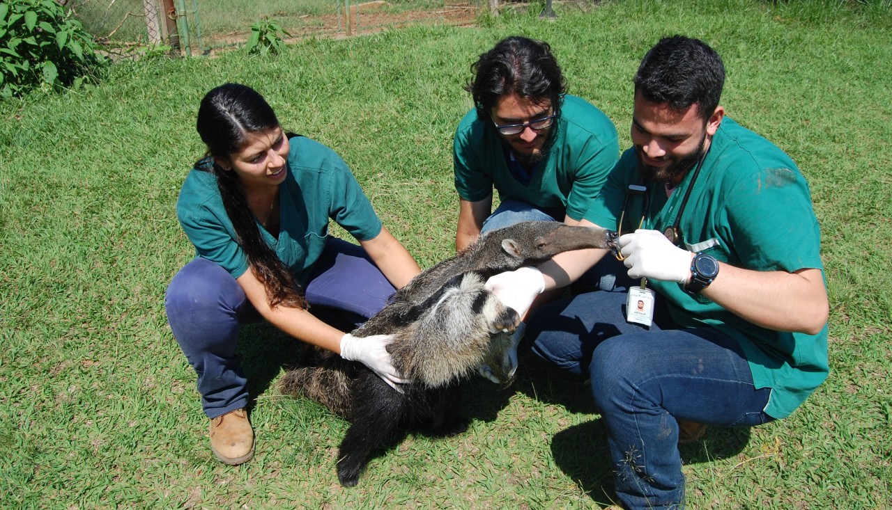 Cempas da FMVZ/Unesp em Botucatu será ampliado