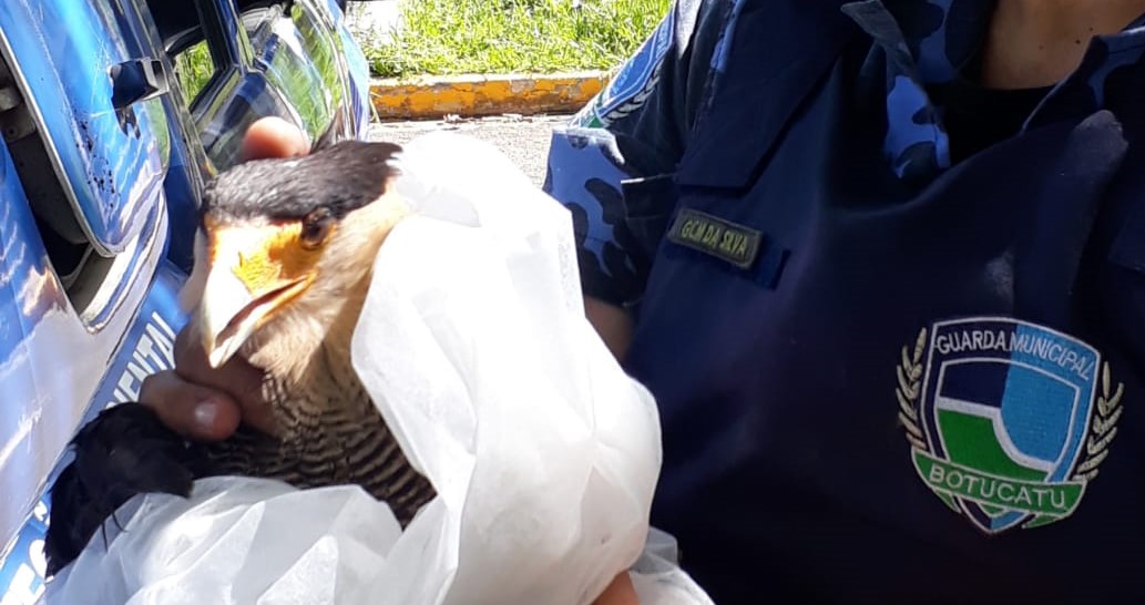 GPA resgata Carcará que estava ferido na Castelinho