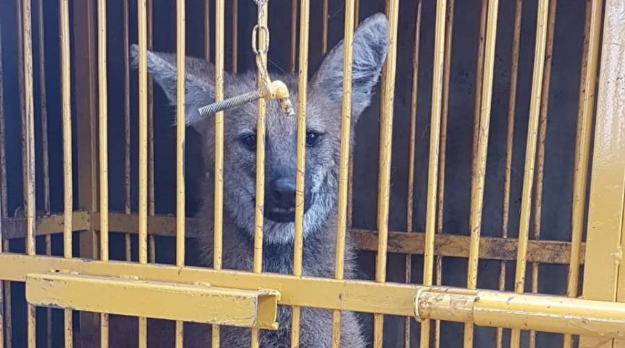 Bombeiros resgatam lobo-guará entre Jaú e Barra Bonita Bombeiros resgatam lobo-guará entre Jaú e Barra Bonita