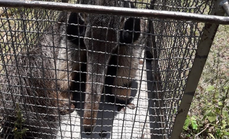Bombeiros resgatam tamanduá-bandeira em Botucatu