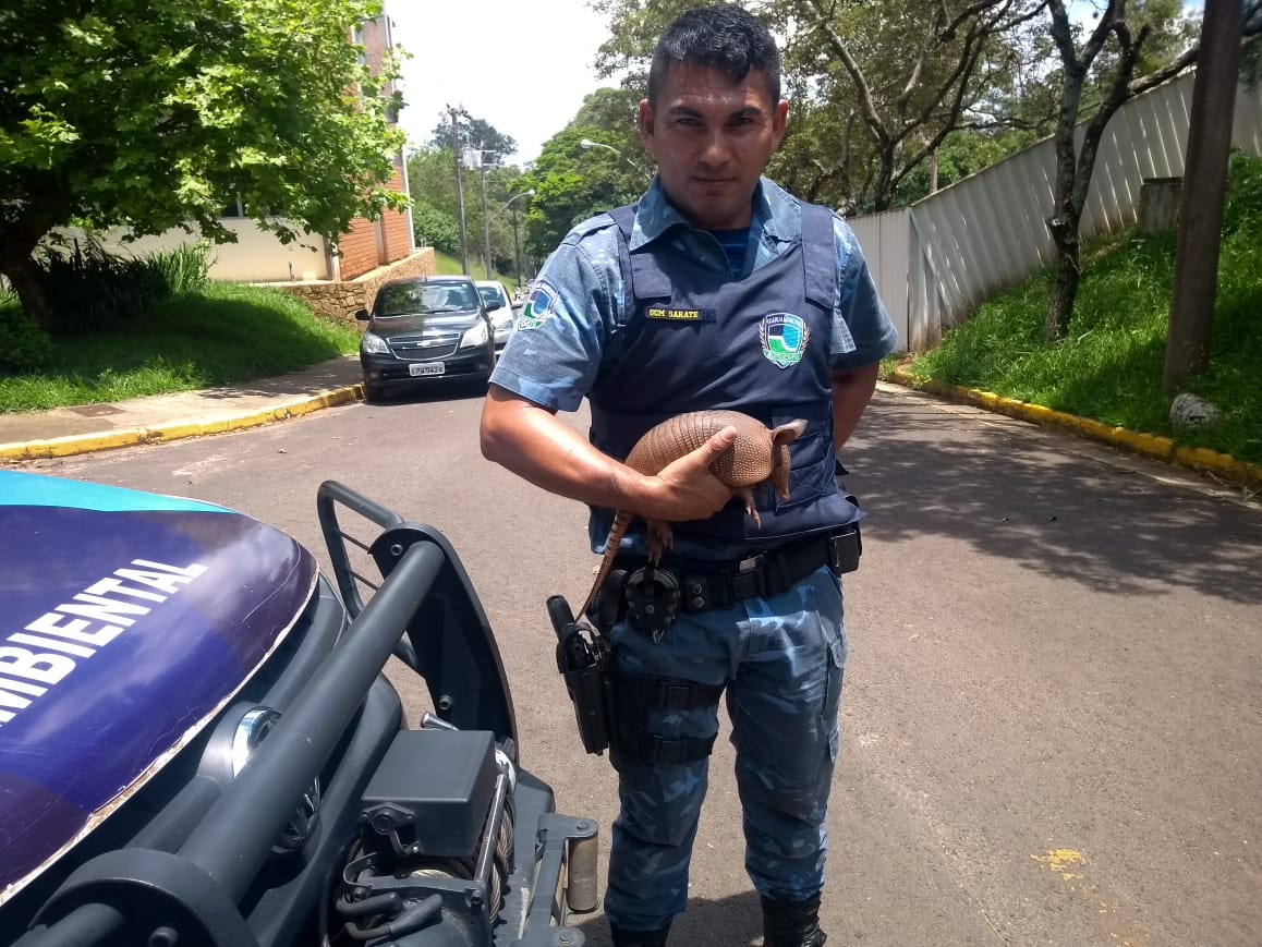 GPA da Guarda Municipal resgata filhote de tatu em residência na Vila São Luiz