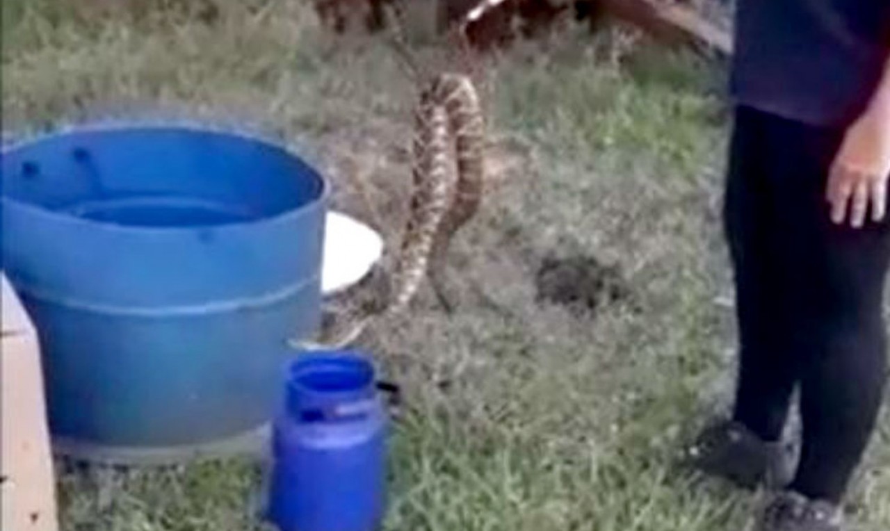 Mais uma cobra cascavel é capturada em Botucatu