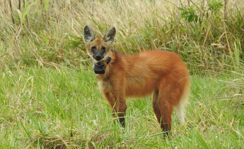 Parceria possibilita captura de animais ameaçados de extinção na região Parceria possibilita captura de animais ameaçados de extinção na região