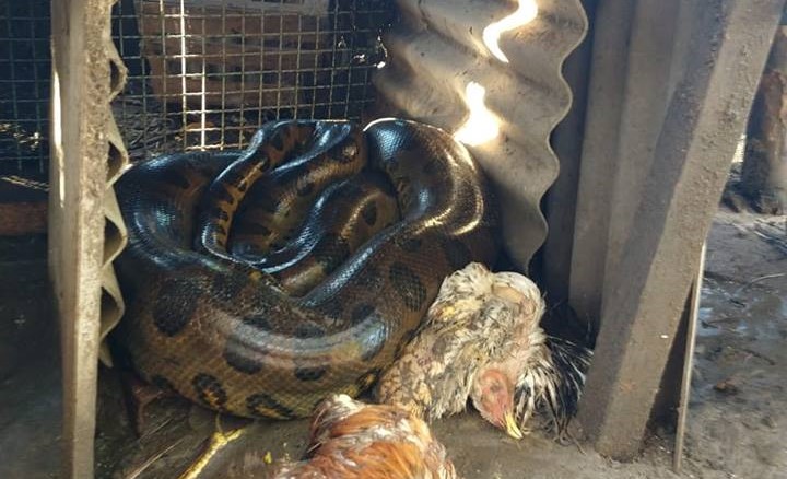 Sucuri de 5 metros invade galinheiro em cidade da região de Bauru Sucuri de 5 metros invade galinheiro em cidade da região de Bauru