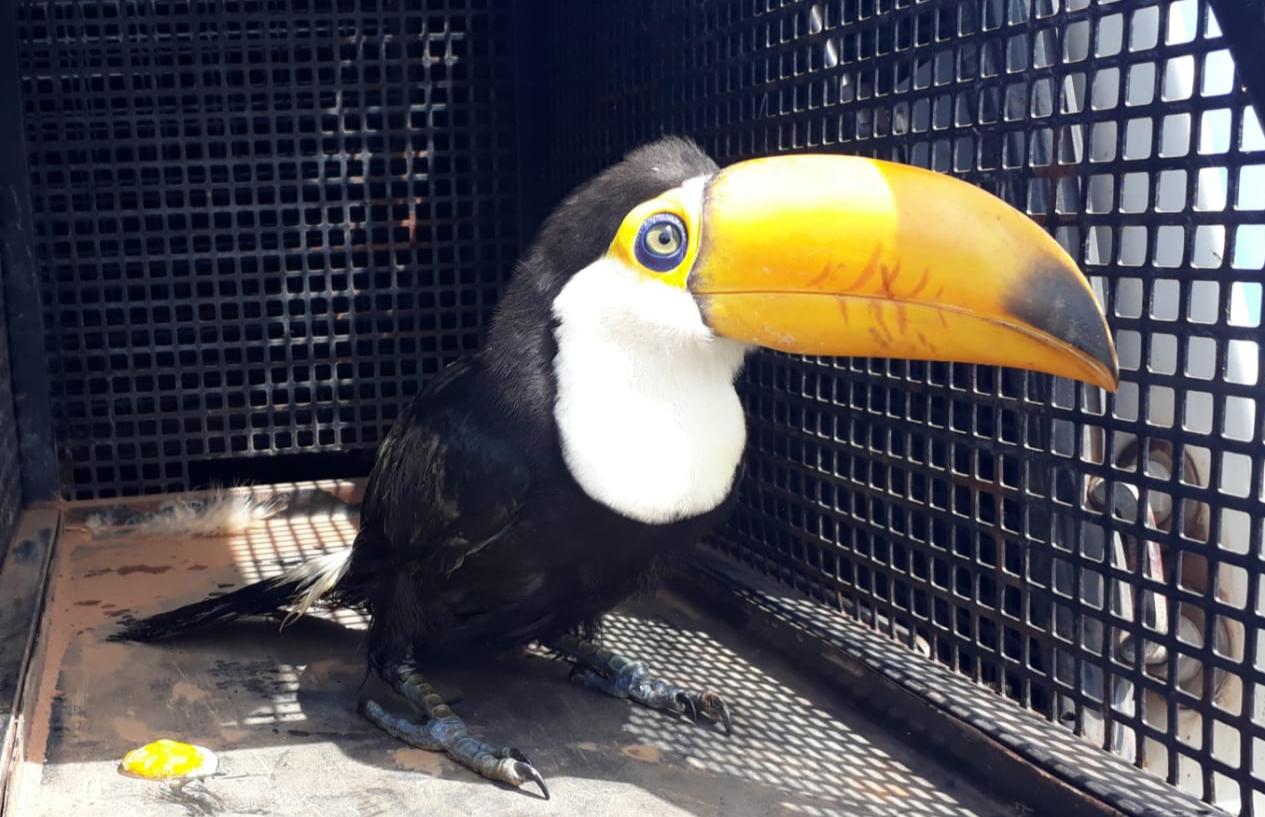 Tucano é resgatado pela GCM caído em quintal de casa em Botucatu