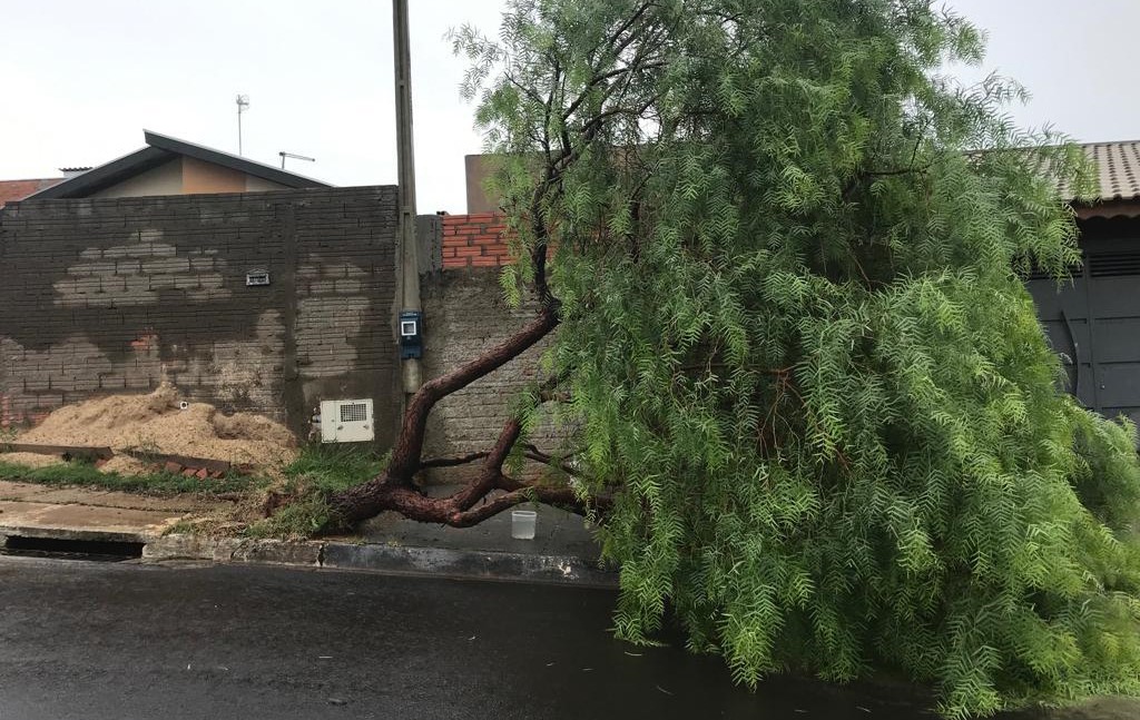 Defesa Civil atende casos de árvores caídas e rompimento de fiação após chuva em Botucatu