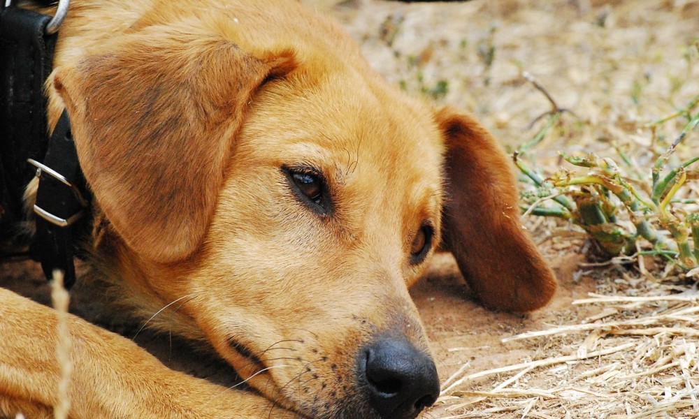 Unesp de Botucatu sedia IV Fórum de Dor e Analgesia em Animais