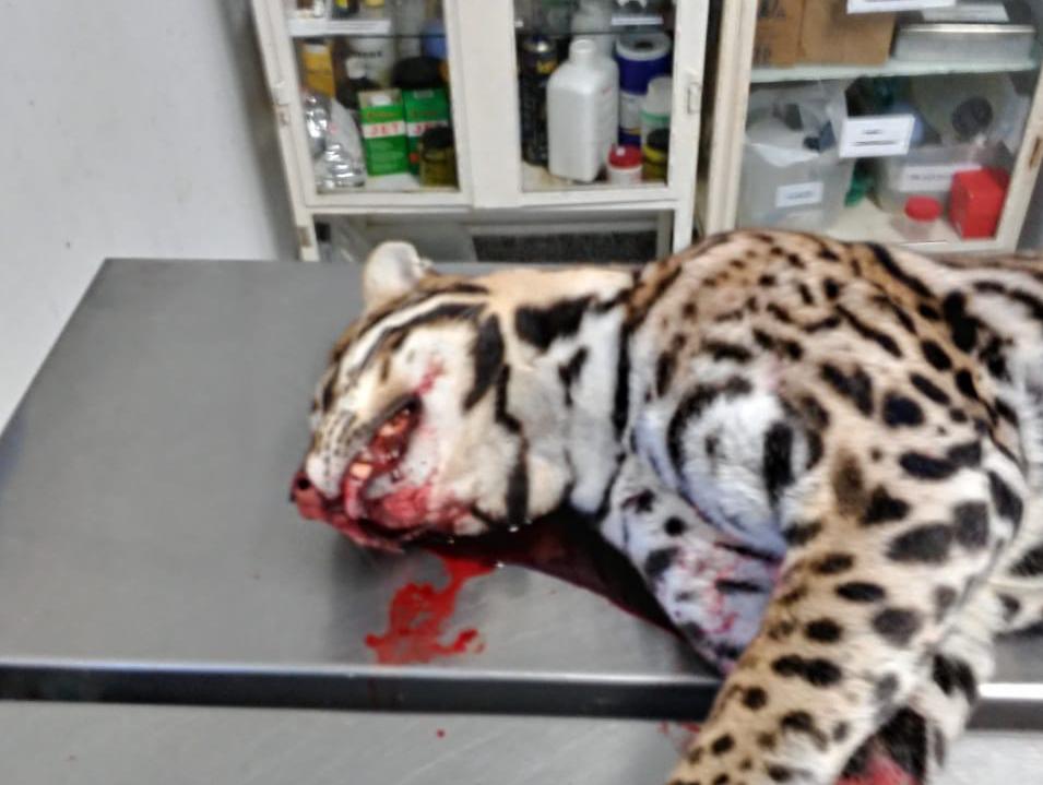 Jaguatirica morre atropelada na Rodovia Castelinho em Botucatu