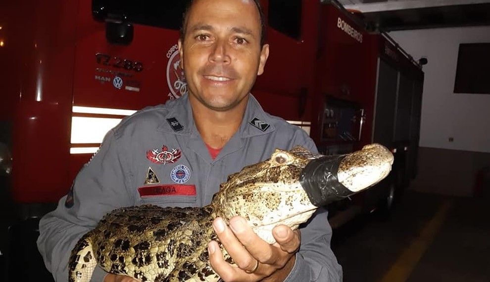 Jacaré é resgatado após atacar e matar frangos em Marília Jacaré é resgatado após atacar e matar frangos em Marília
