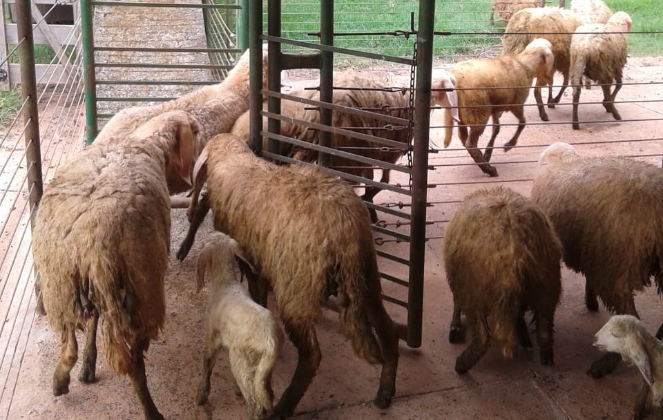 CordeiroBIZ e FMVZ fortalecem parceria com ovinocultores