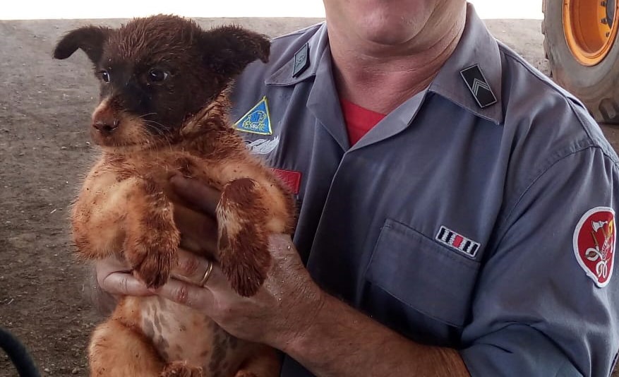 Bombeiros resgatam filhote de cachorro que caiu em buraco de 7 metros em Pardinho; veja vídeo