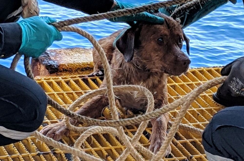 Cão é resgatado nadando no mar a 220 km da costa da Tailândia Cão é resgatado nadando no mar a 220 km da costa da Tailândia