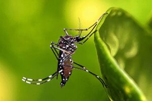Dengue em São Manuel