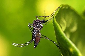 Dengue em São Manuel 