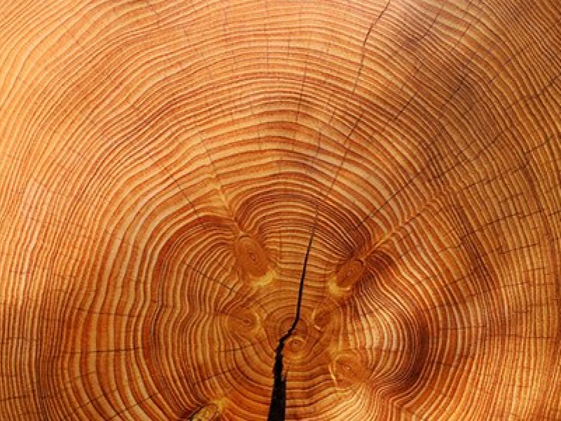 Xiloteca da FCA é inserida em catálogos internacionais