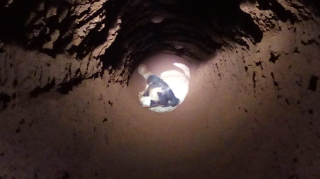 Bombeiros resgatam cachorro que caiu em buraco profundo de construção em Botucatu