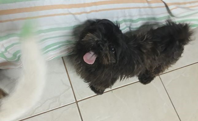 Mulher tem cachorro Shih Tzu furtado no Monte Mor e faz apelo para encontrá-lo