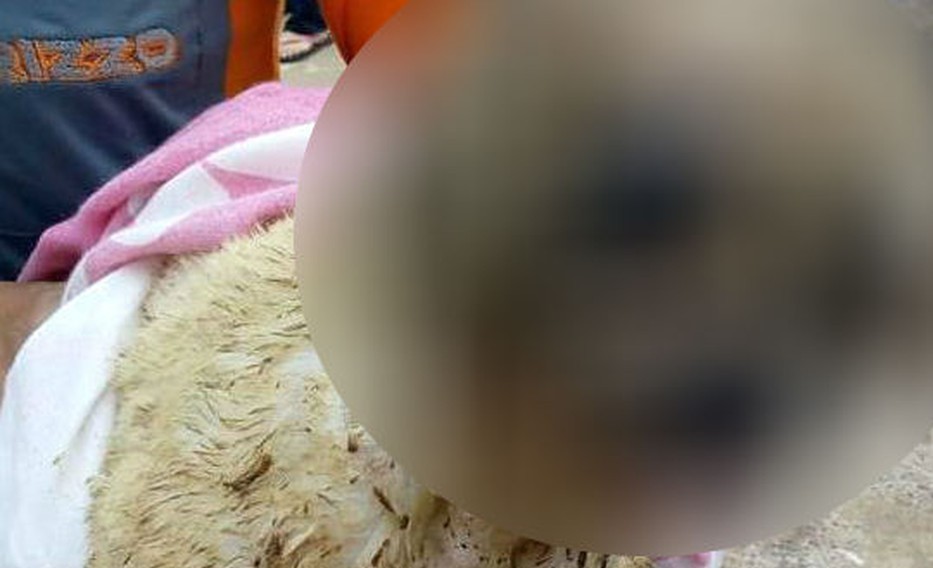 Polícia Civil investiga morte de cadela após ataque com ácido em São Manuel