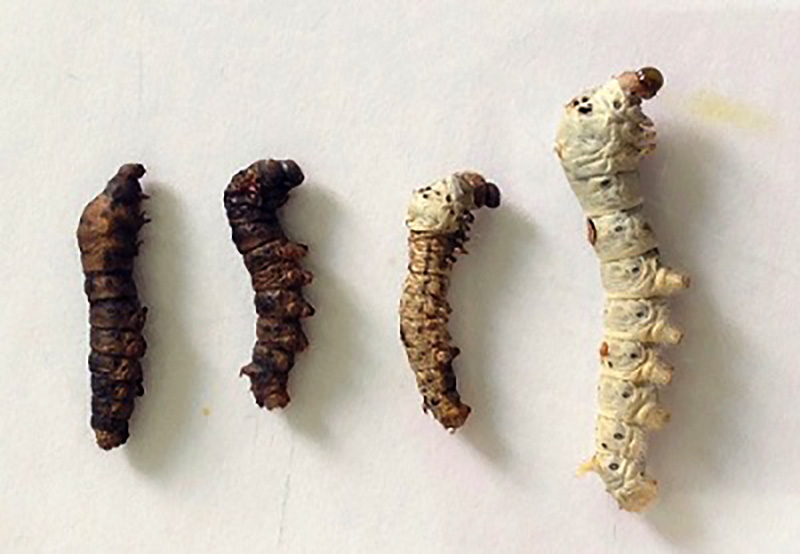 Pesquisa feita em Botucatu mostra que inseticida afeta ciclo do bicho da seda