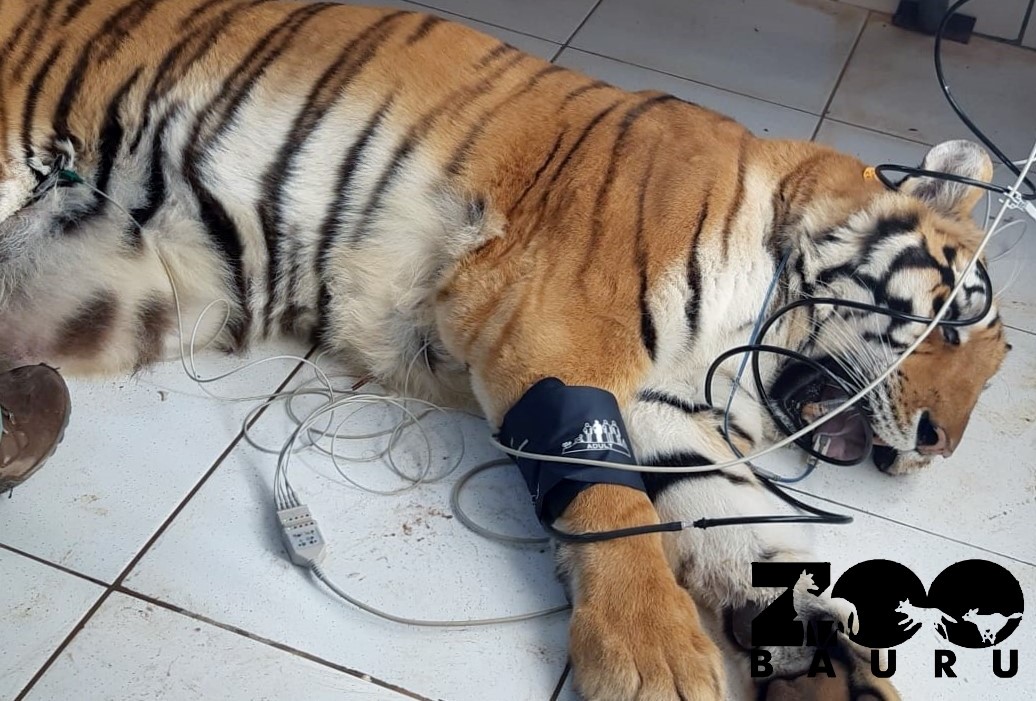 Já idoso, tigre-de-bengala do Zoo de Bauru passa por exames Já idoso, tigre-de-bengala do Zoo de Bauru passa por exames