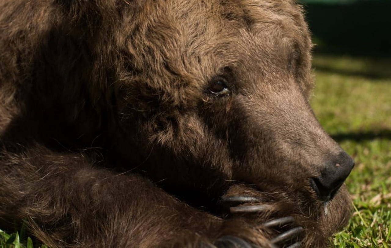 Ursa que ficou conhecida como ‘mais triste do mundo’ morre em santuário de animais em SP Ursa que ficou conhecida como ‘mais triste do mundo’ morre em santuário de animais em SP